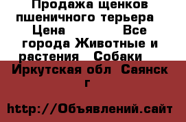 Продажа щенков пшеничного терьера › Цена ­ 30 000 - Все города Животные и растения » Собаки   . Иркутская обл.,Саянск г.